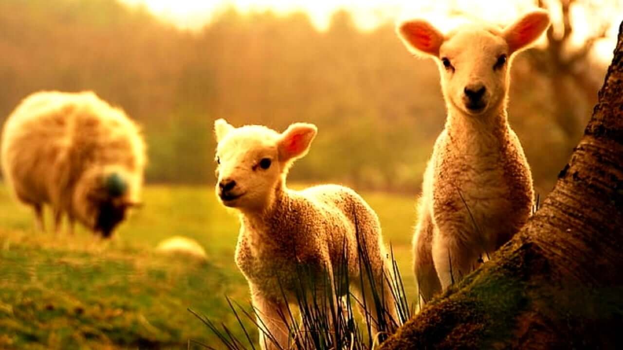 Compassion